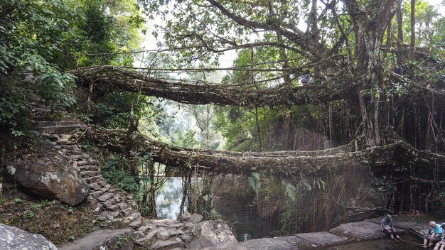 Meghalaya — Living Root Bridge